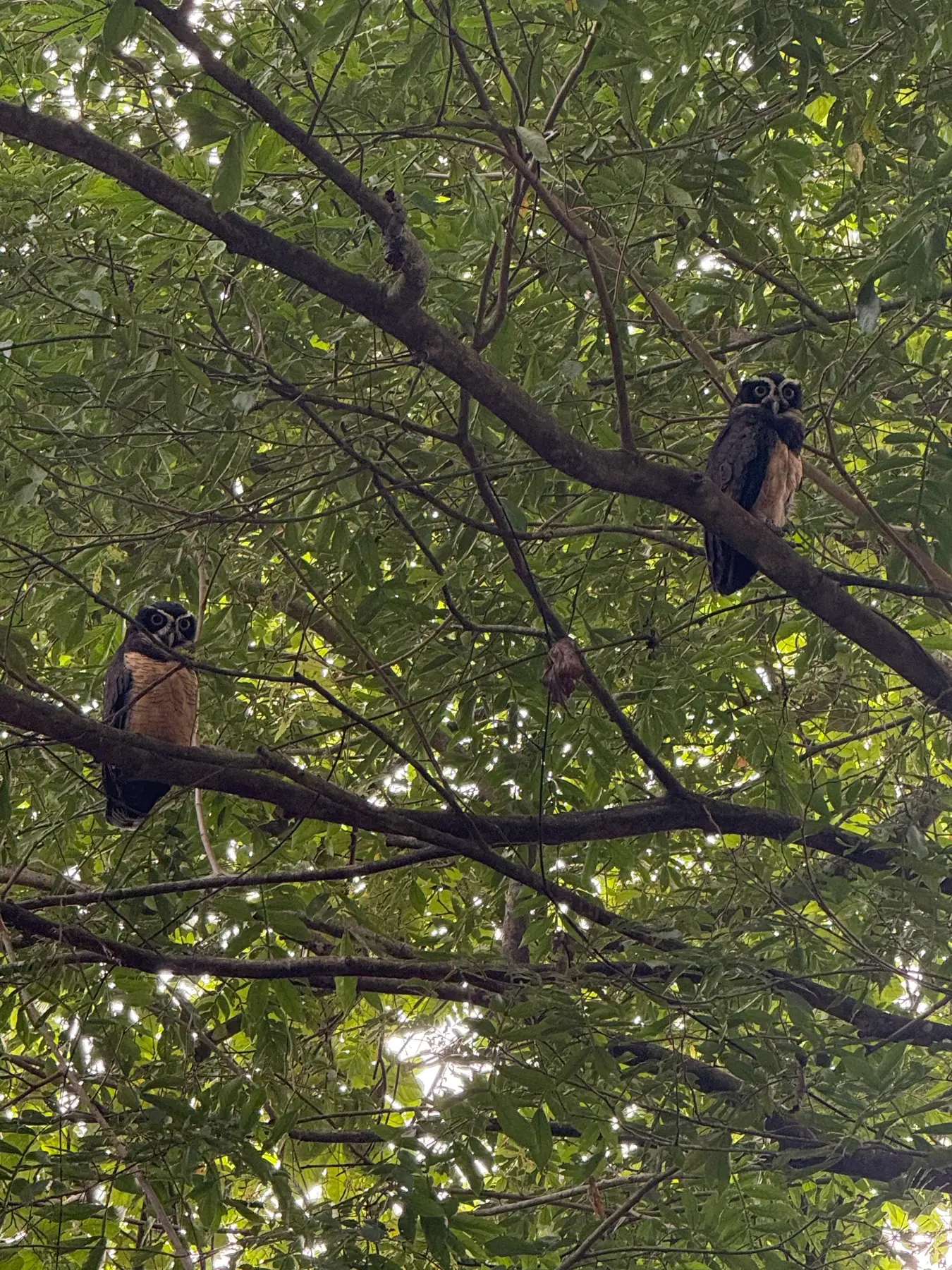 Two spectacled owls perched in the jungle canopy
