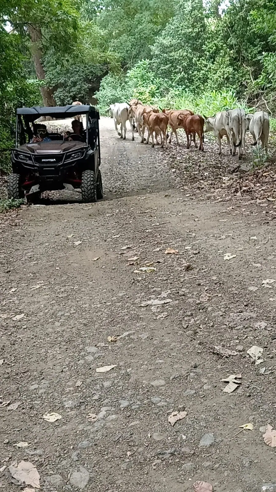 UTV following a herd of cattle on a Guanacaste trail